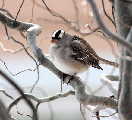 Outdoors | Varied sparrows species live in Southern Illinois - Vimarsana News