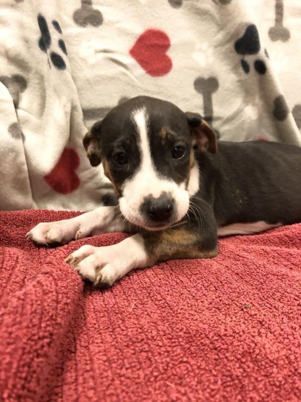Gracie