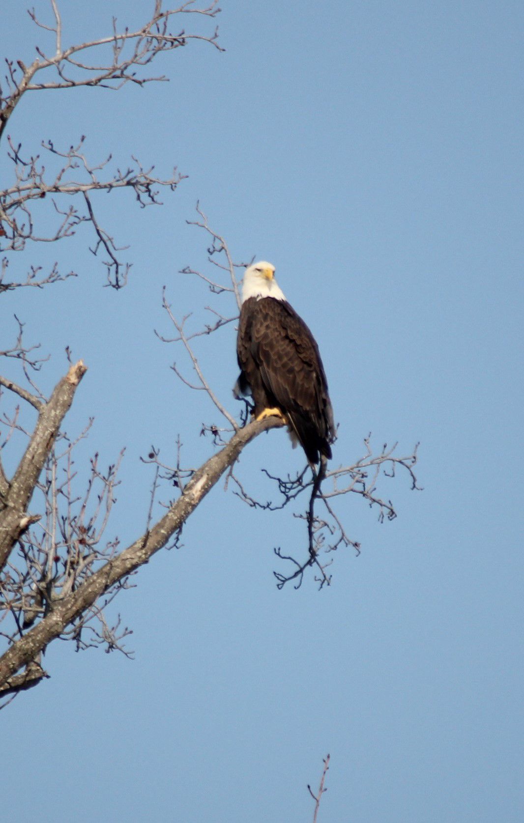 Winter in Illinois is the best time to see bald eagles