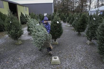 Go to Wiswell's Christmas Tree Farm for holiday trees - Vimarsana News