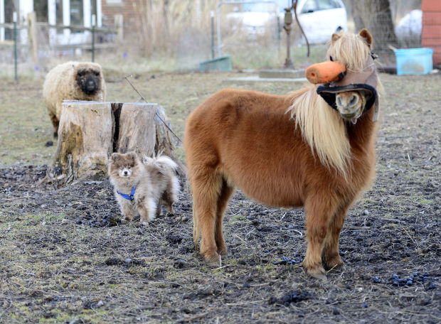 Makanda animal rescuers provide loving home to disabled animals | Life