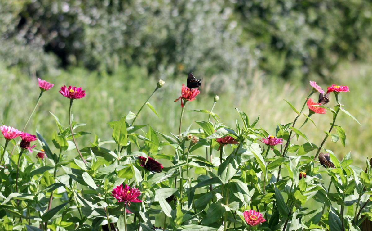 Butterflies