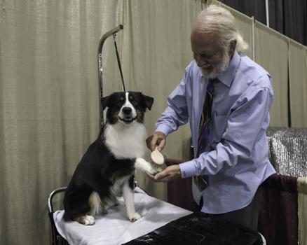 Dog shows being held at The Pavilion in Marion this weekend - Vimarsana News