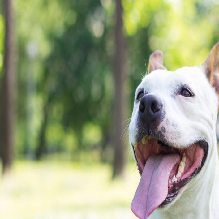 Humane Society Hosts Low Cost Vaccine Microchip Clinic Local