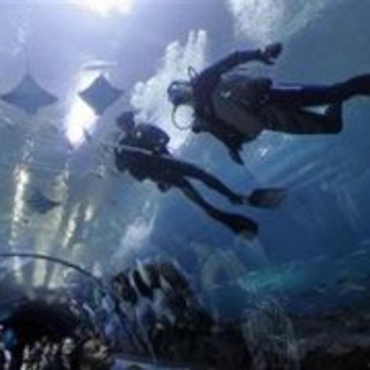 At Georgia Aquarium Guests Swim With Whale Sharks Travel
