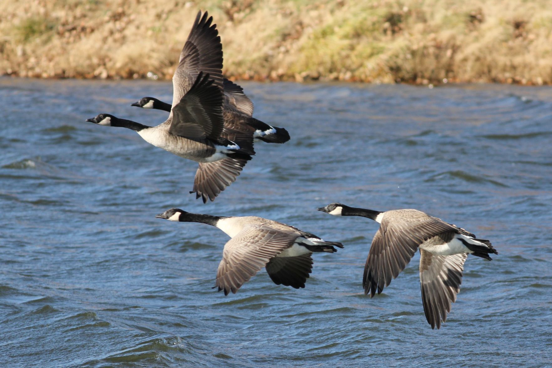 Canada goose cheap quebec 49