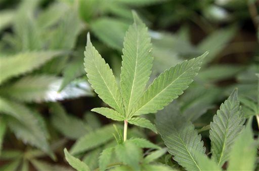 Study: Scant evidence that medical pot helps many illnesses