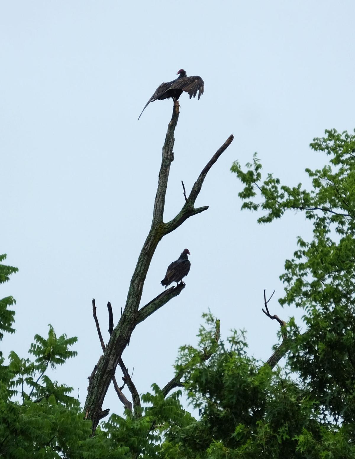 070616-nws-vultures-1.jpg