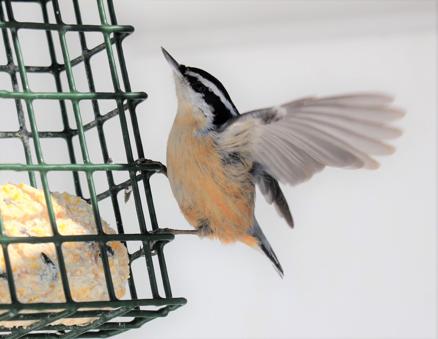 Outdoors | Backyard birdfeeders yield array of wildlife - Vimarsana News