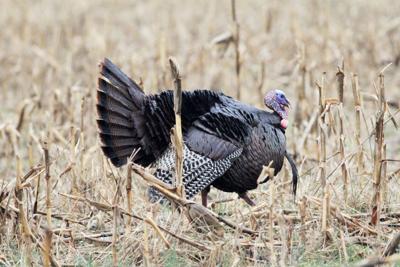 Turkey (copy)