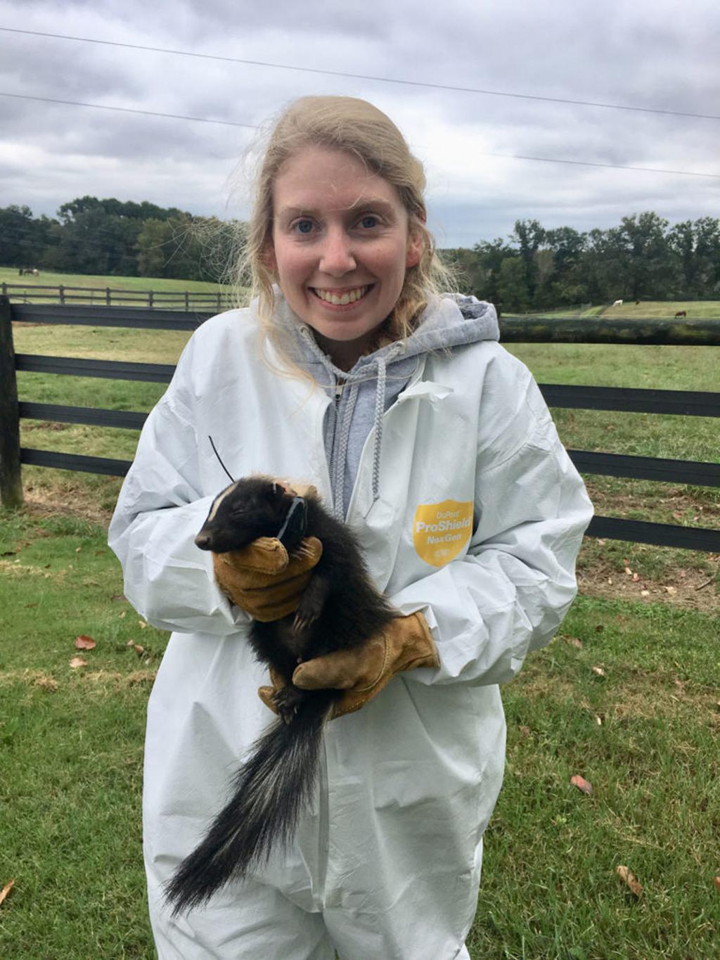 Siuc Research Team Evaluates The Impact Of Human Civilization On The Common Striped Skunk Siu Thesouthern Com
