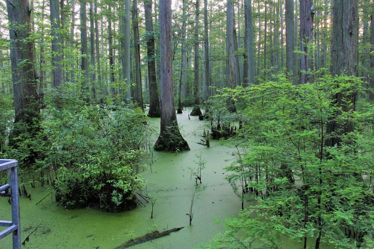 Heron Pond never disappoints Outdoors, Wildlife & Hunting