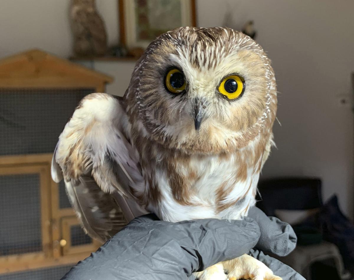 Holiday Hoot