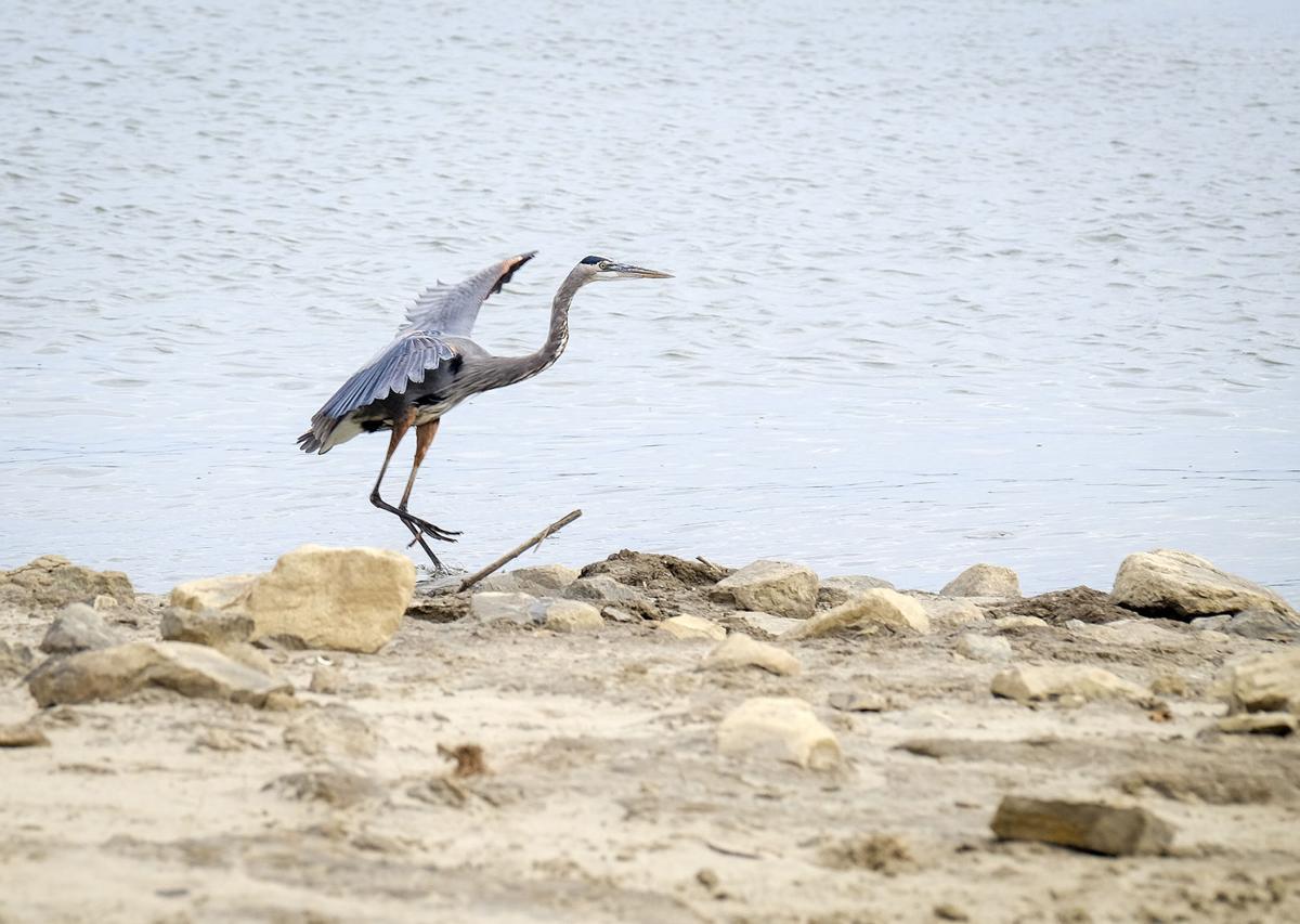 112616-nws-cairo-heron-1.jpg