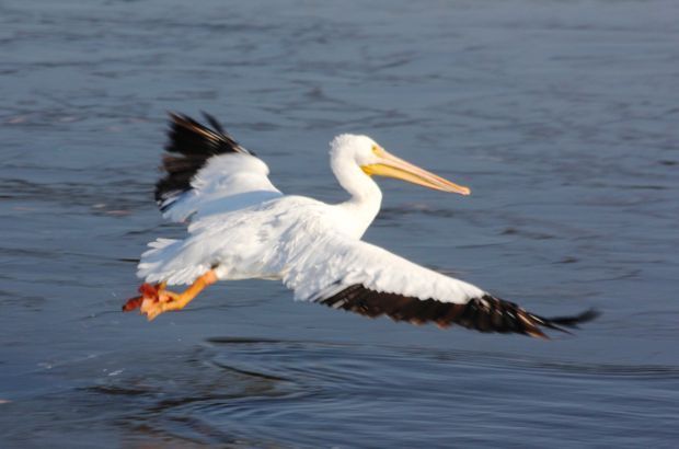 Pelican 4