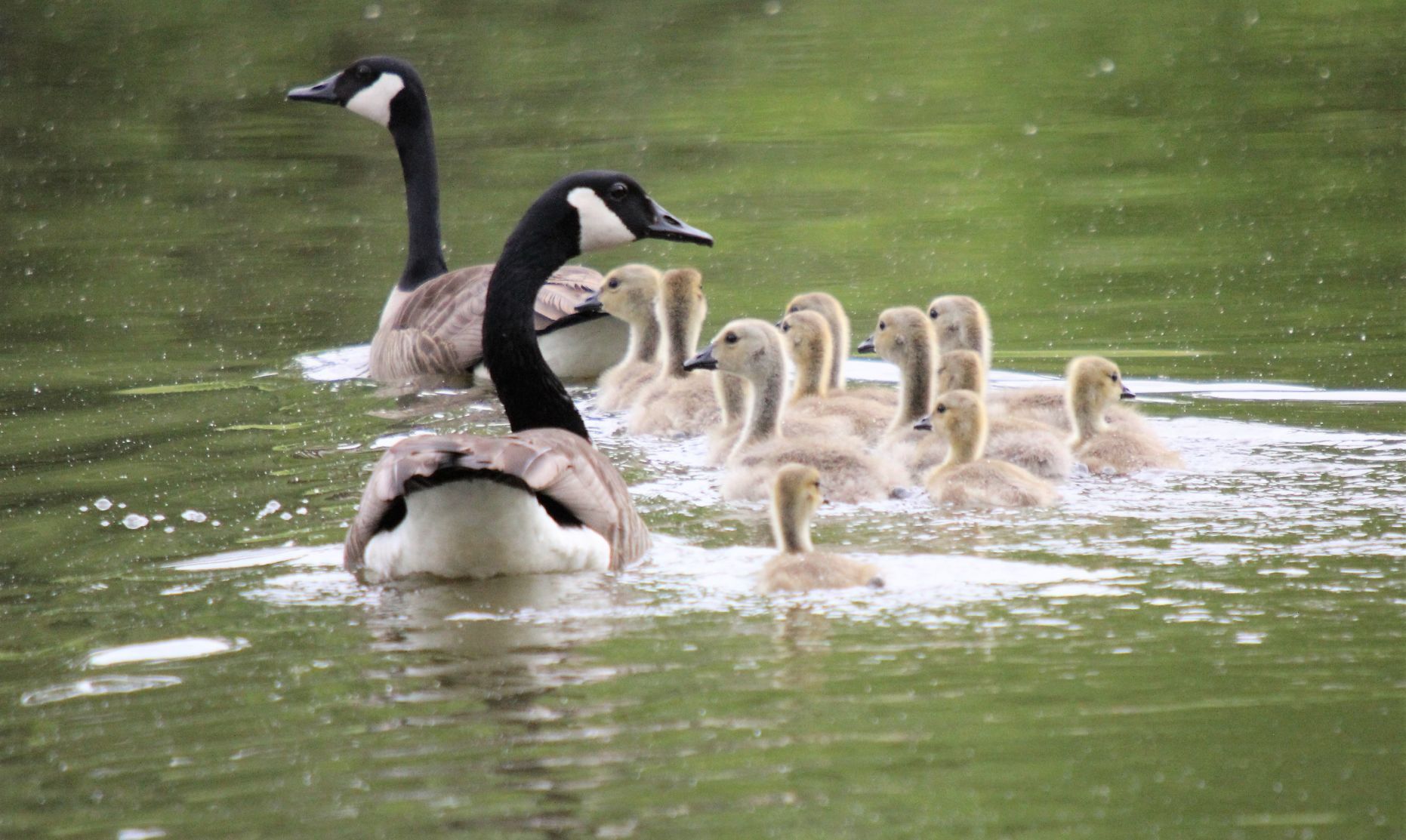 Outdoors The Canada Goose has left Southern Illinois Outdoors thesouthern