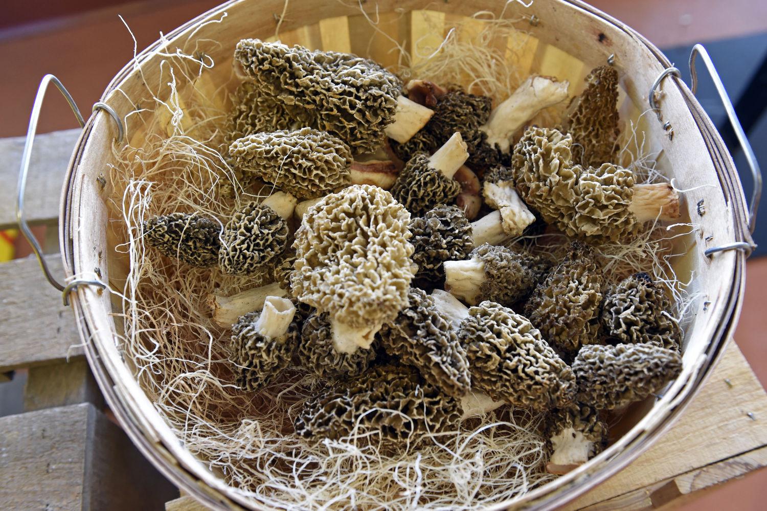 Morels are popping up in Southern Illinois. Here's what you need to