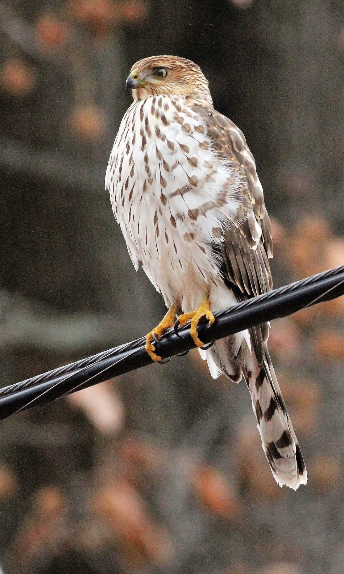 Outdoors Wintertime wildlife in Southern Illinois Outdoors