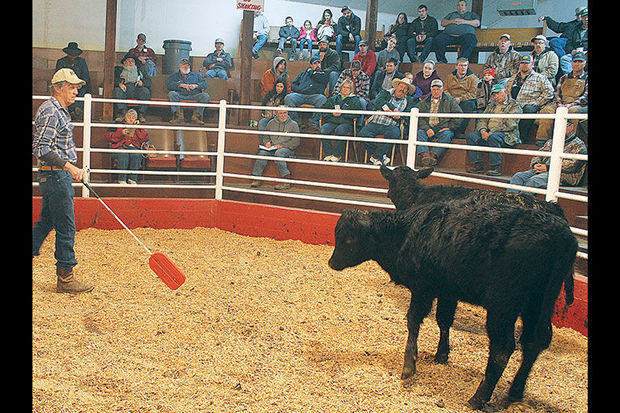 Buyers Sellers Still Flock To Sale Barns To Trade Livestock