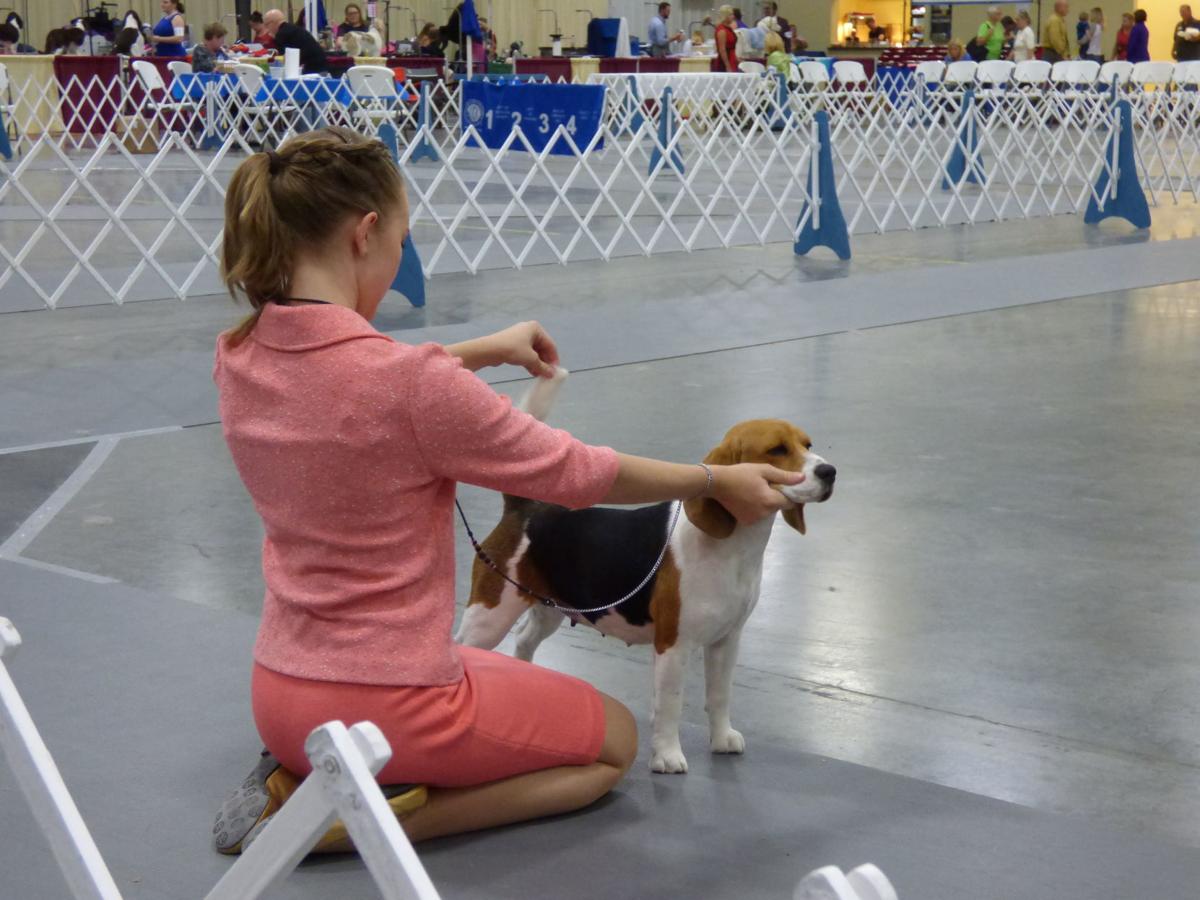 English setter, junior handlers shine at Crab Orchard Kennel Club dog