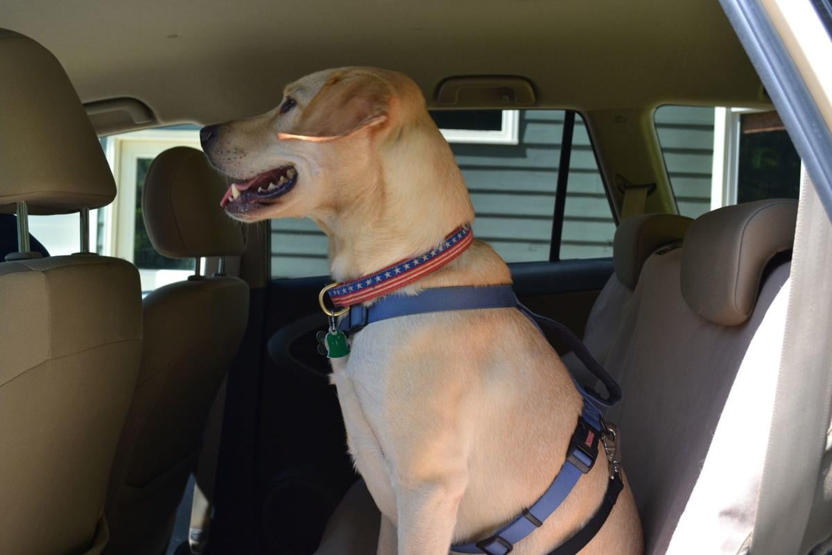 Shopping for a Pet-Friendly Vehicle? Here’s What to Look For - Image