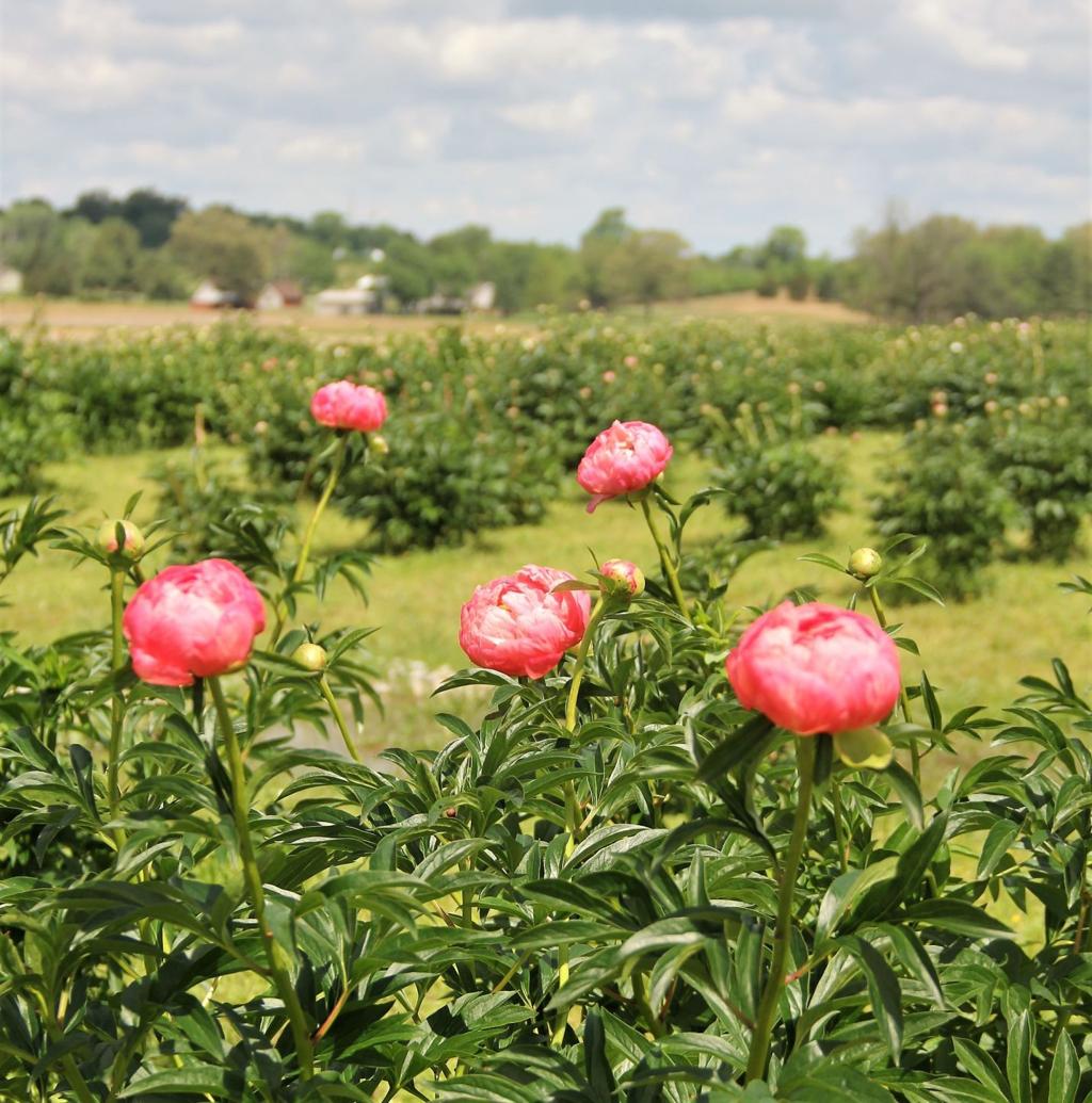 In Our Backyard Peony Hill Farm A Growing Business In Southern Illinois Life Style Magazine Thesouthern Com