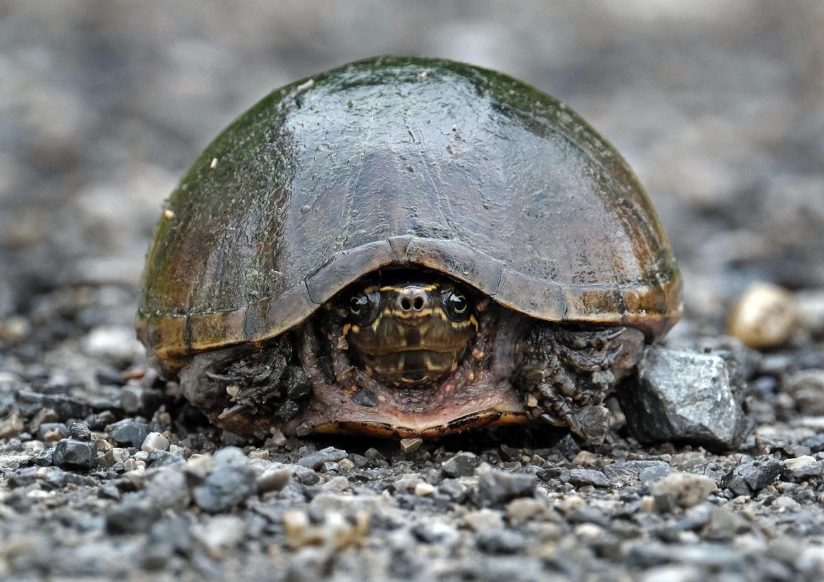 052616-nws-turtle-1.jpg