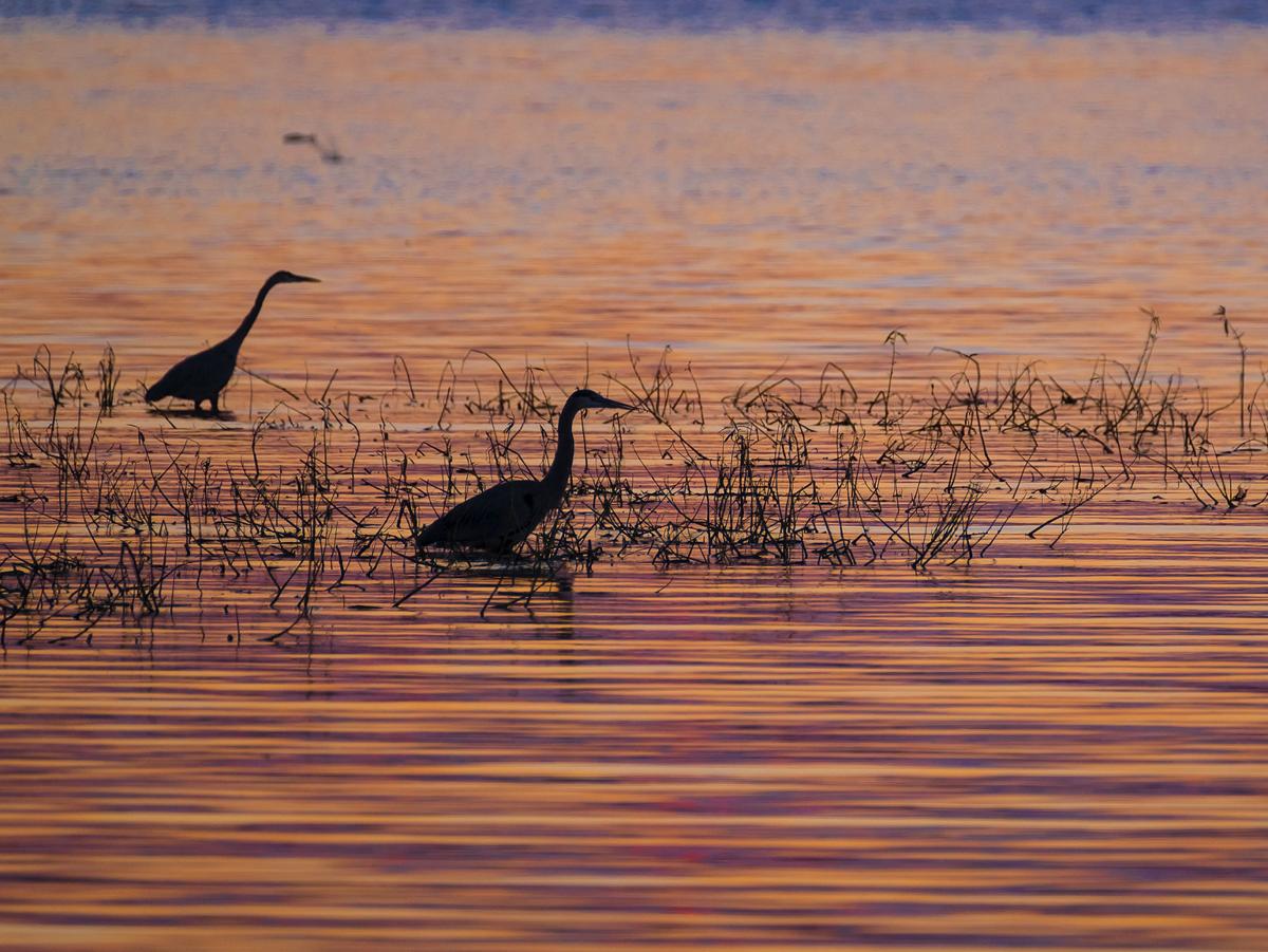111616-nws-crab-sunset-1.jpg