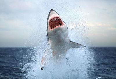 Illinois Bans Shark Fin Sales To Aid Global Effort