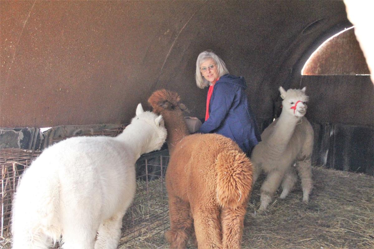 Alpaca, basura, crepe 100