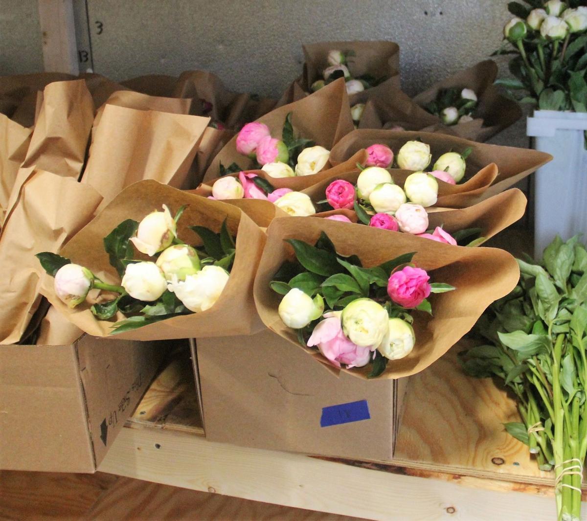 In Our Backyard Peony Hill Farm A Growing Business In Southern Illinois Life Style Magazine Thesouthern Com In Our Backyard Peony Hill Farm A Growing Business In Southern Illinois Life Style Magazine Thesouthern Com