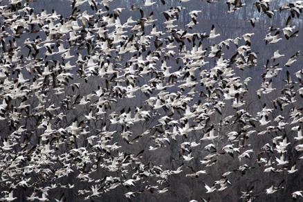 Outdoors | IDNR warns to watchout for avian cholera - Vimarsana News