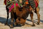 Turkish camel wrestling photo gallery