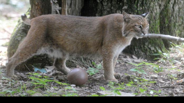 Bobcat Hunting Could Return To Illinois Local News Thesouthern Com