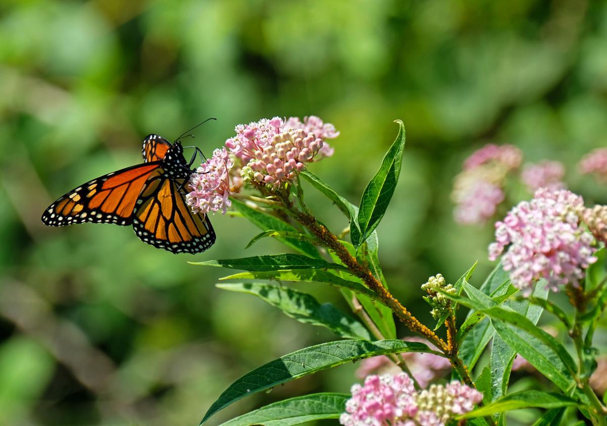 080917-nws-butterfly-1.jpg