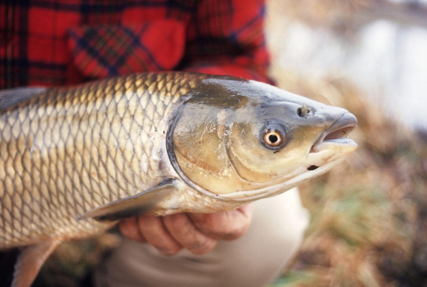 What is Asian Carp and how is it used?