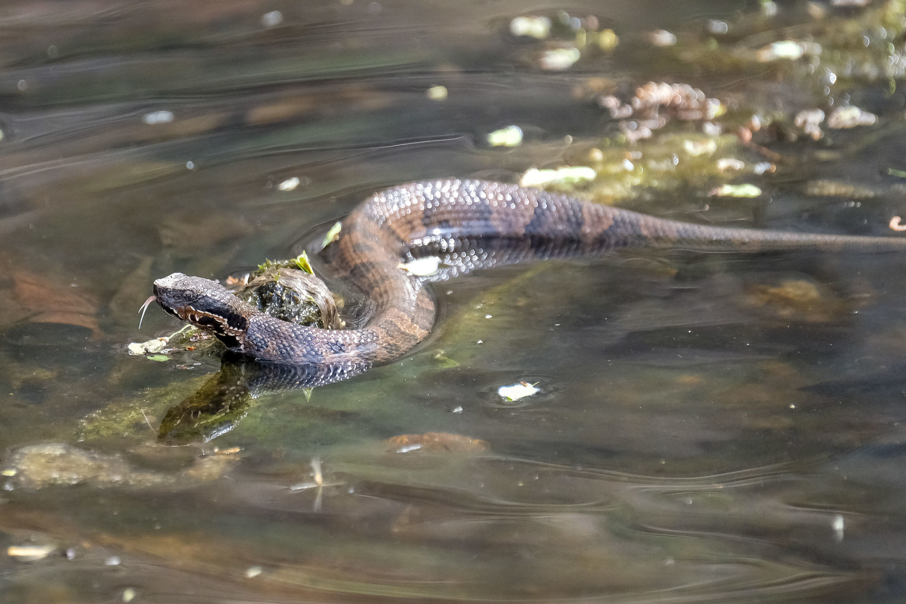 is a water snake an amphibian