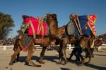 Turkish camel wrestling photo gallery