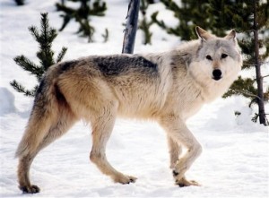 wolf express illinois