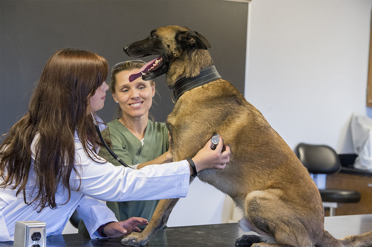 famous search and rescue dogs