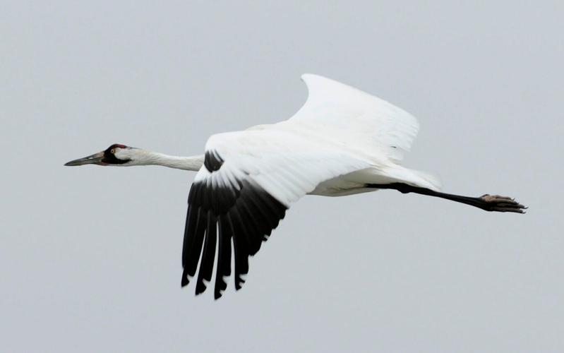 Whooping Cranes-Endangered List