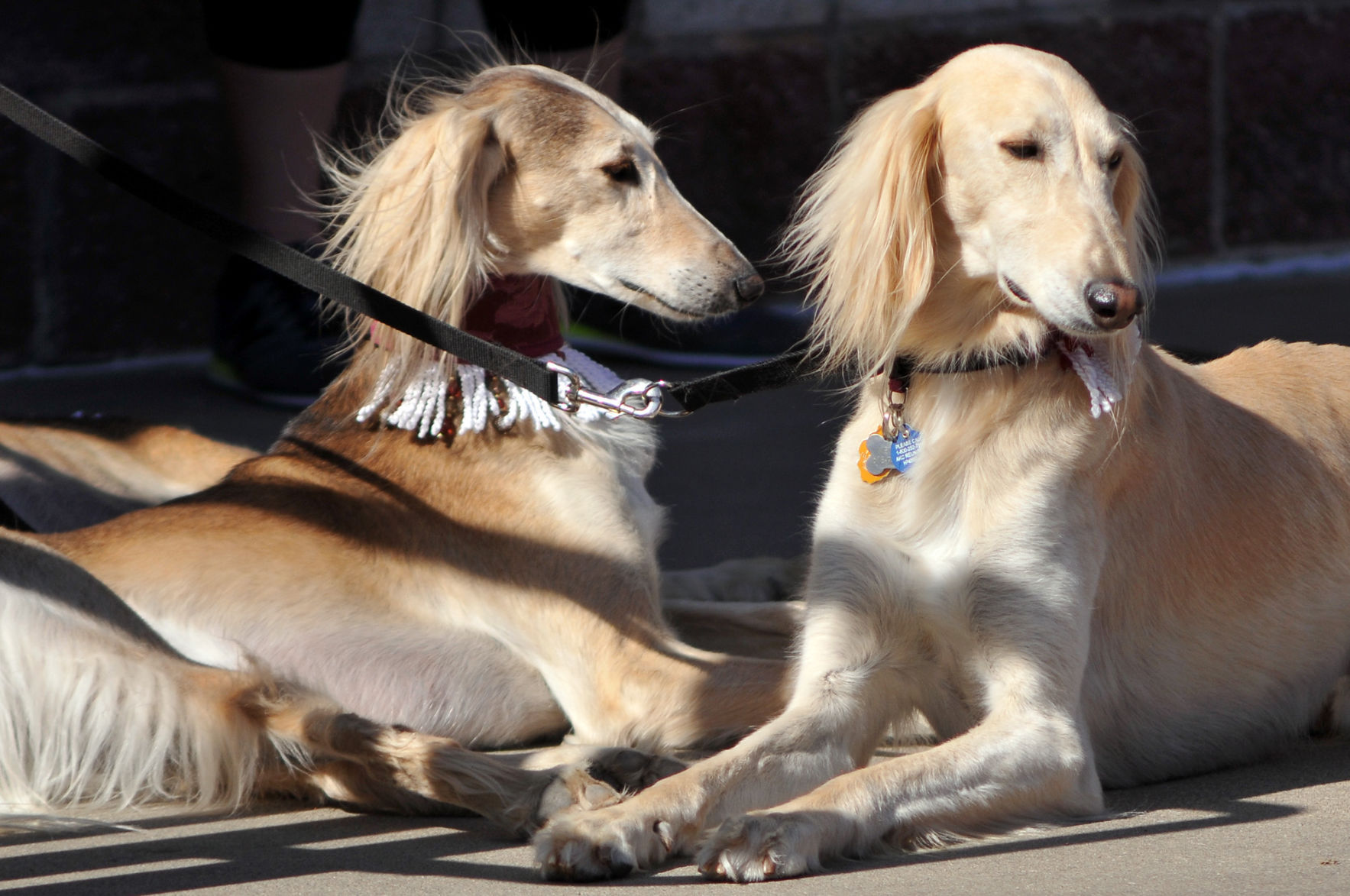 saluki for sale near me