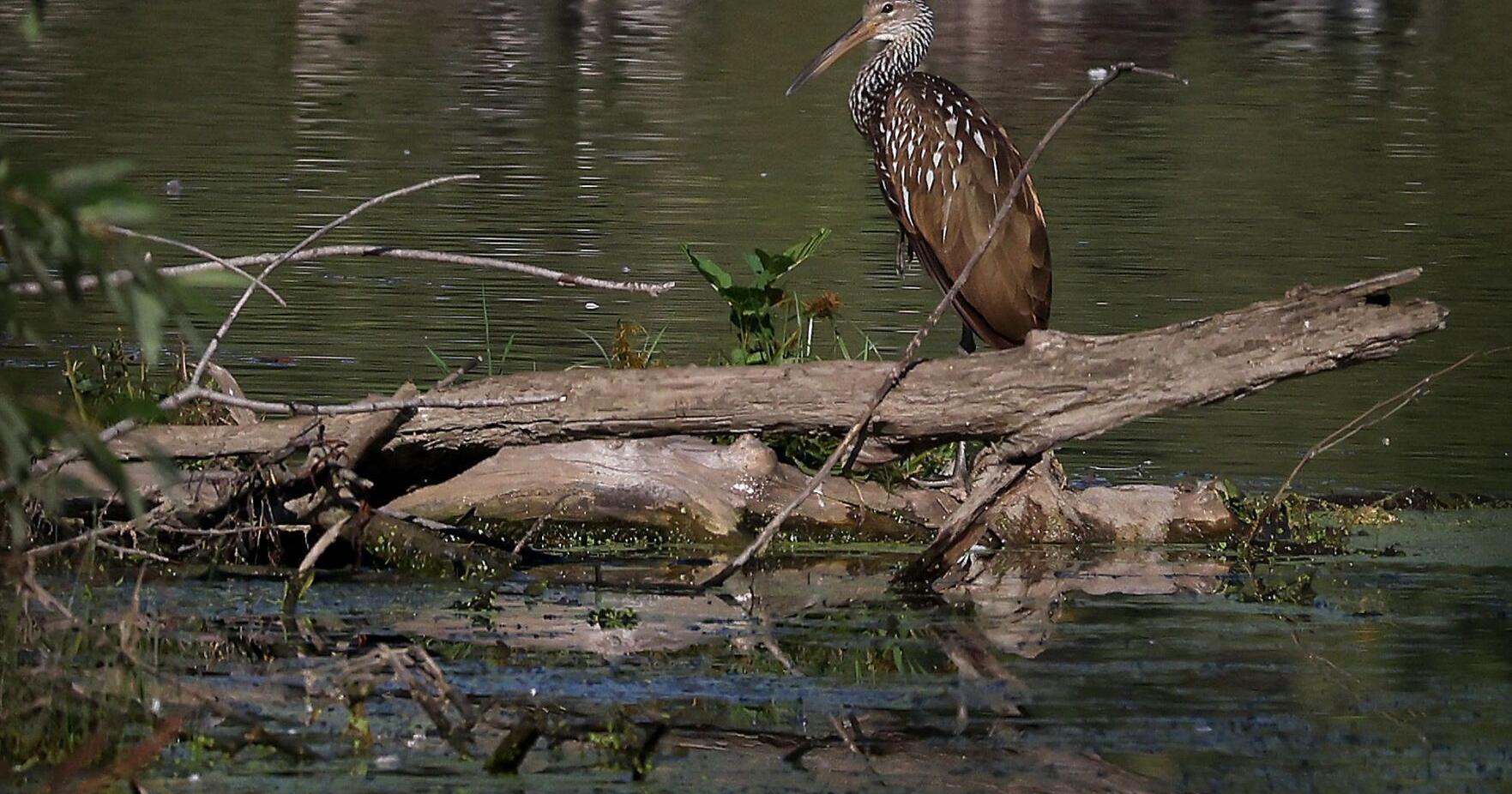 Tropical birds known as limpkins reported in Illinois; invasive snails may be food source, experts say - Vimarsana News