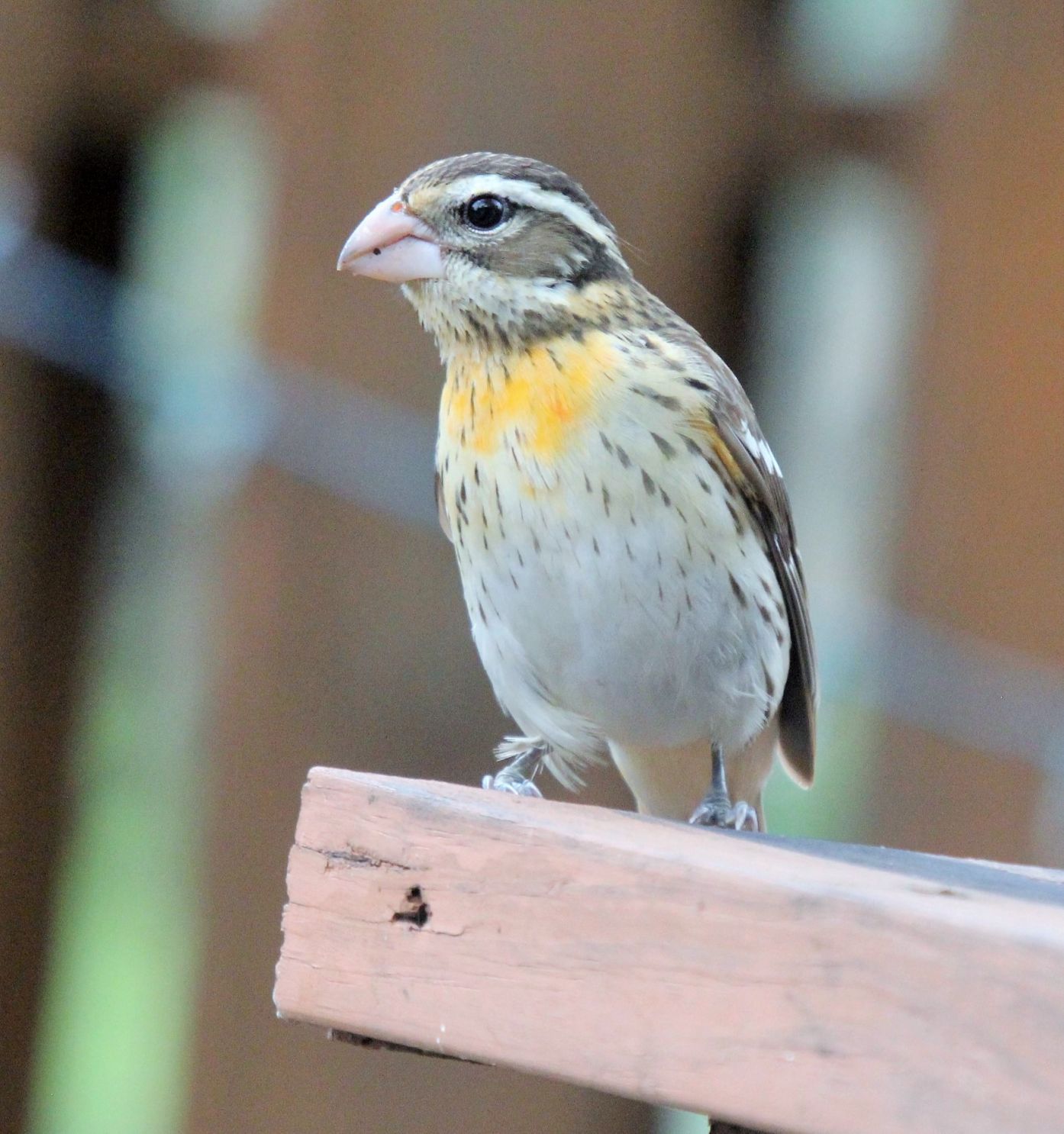 Introducing The Red Breasted Grosbeak   572a71b50b10b.image 