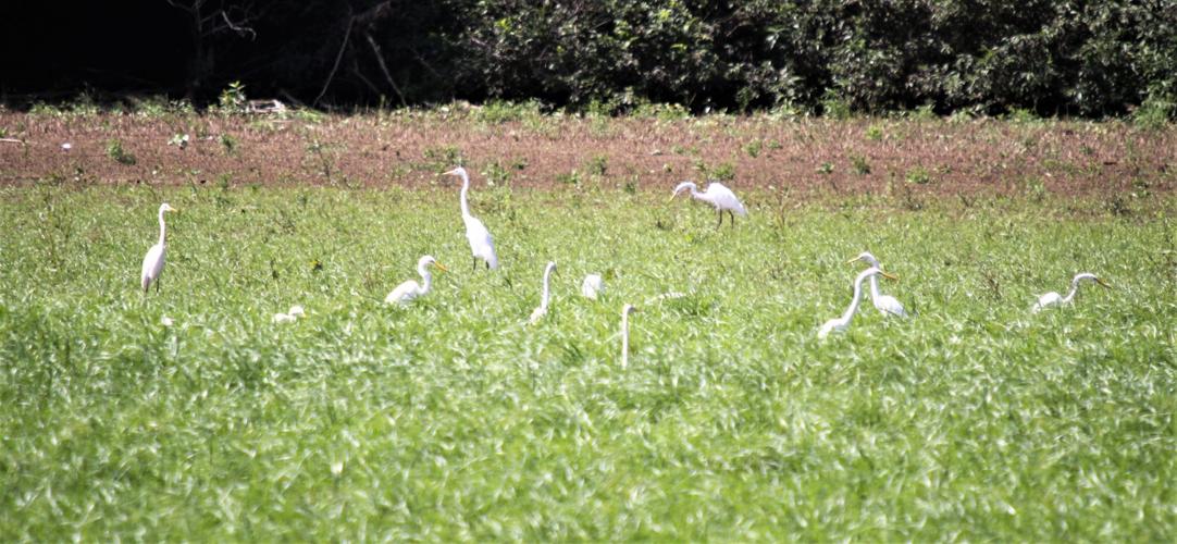 Outdoors Crab Orchard Lake photos Outdoors