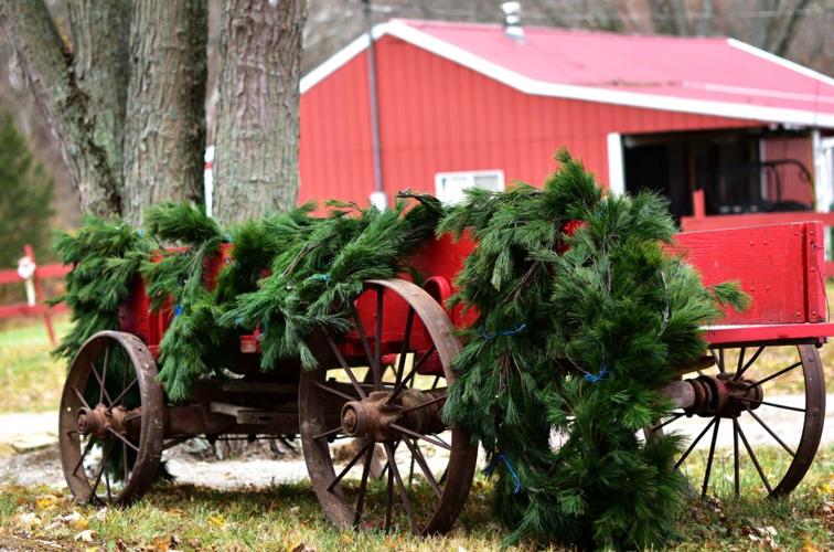 Alfeldt’s Christmas Tree Farm keeps traditions alive Latest Headlines