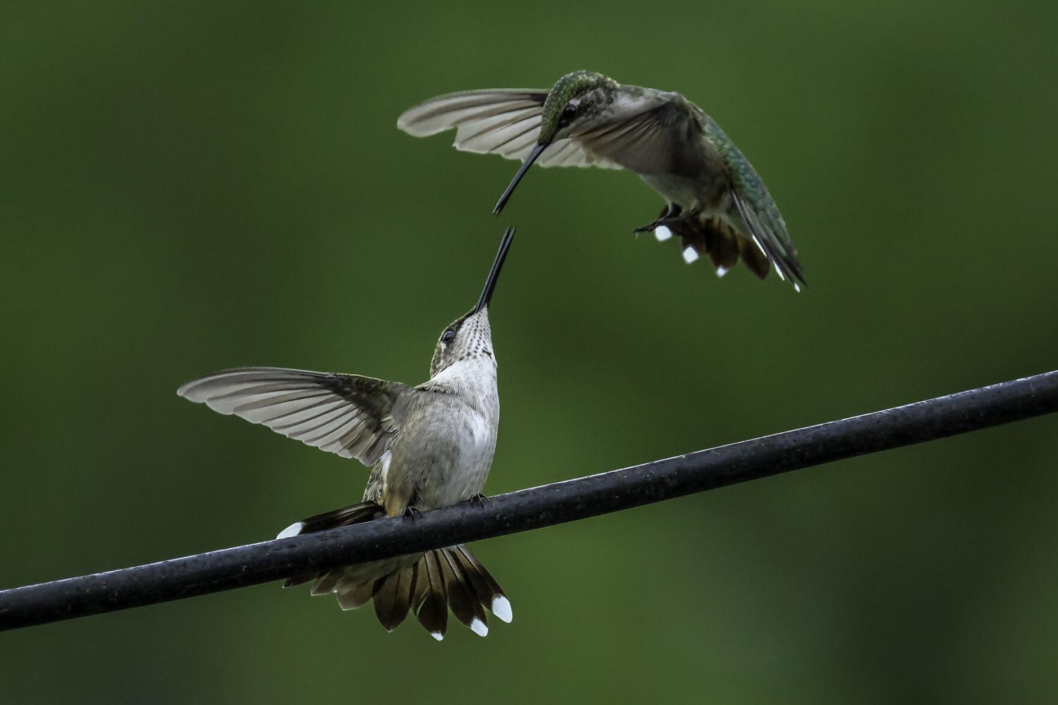 Hummingbird Day planned at War Bluff Valley