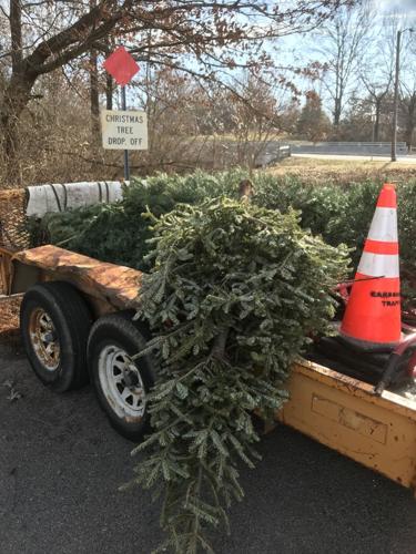 Carbondale Christmas Tree Recycling