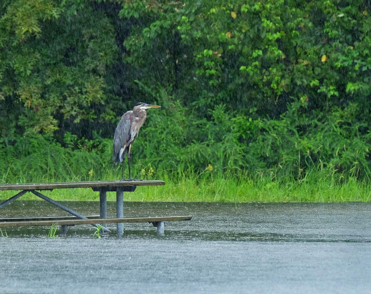 081716-nws-heron-1.jpg