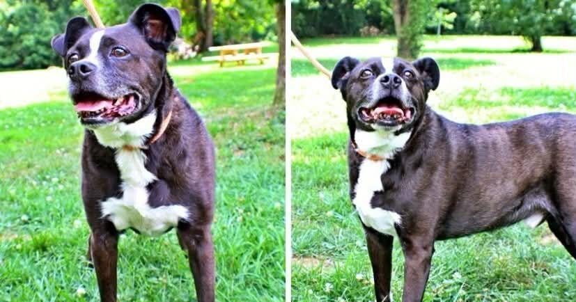 National Dog Day puts focus on rescue dogs still waiting for homes
